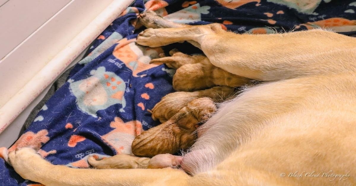 What Size Whelping Box Do You Need for a Labrador? Tips and Safety Info