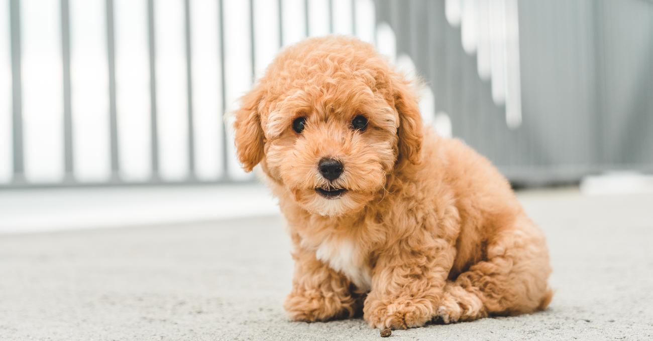 Why Does My Miniature Goldendoodle Shed So Much?