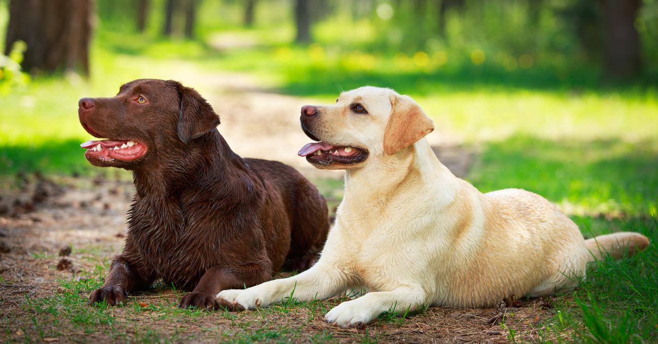 Why Do Labradors Eat Poop?