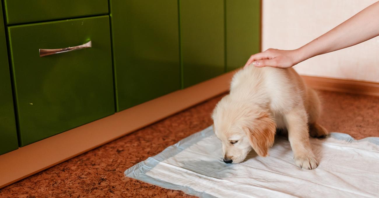 How To Potty Train a Puppy | Everything Labradors