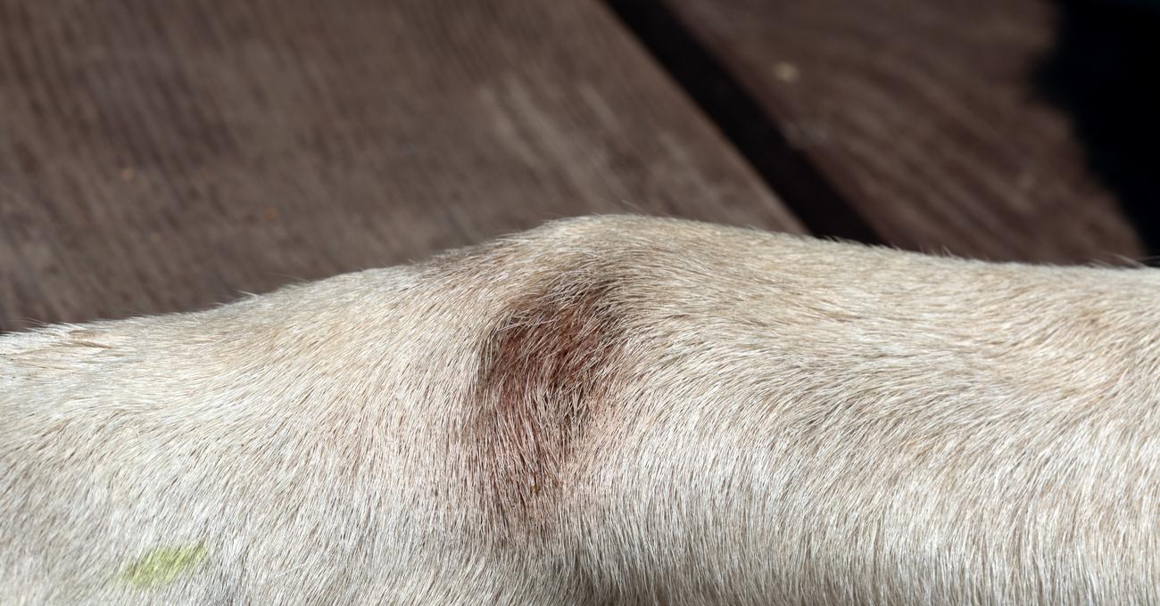 The Ultimate Guide on Removing Your Dog’s Elbow Calluses
