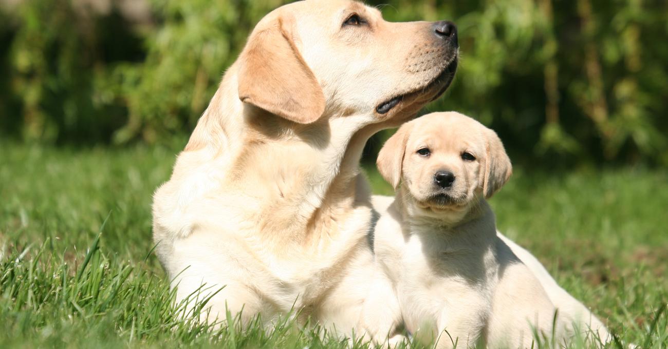 The Myths of Shaving a Double-Coated Dog and Dealing with Matted Fur - Rug Ruining Double Coated Dogs In Summer