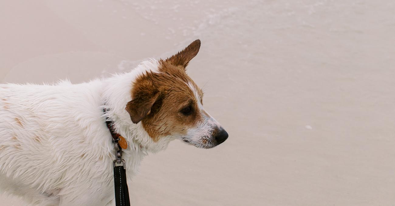 Blue Heeler Jack Russell Mix Guide)