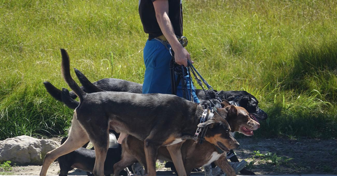 5 Things Your Dog Walking Routine Reveals About You