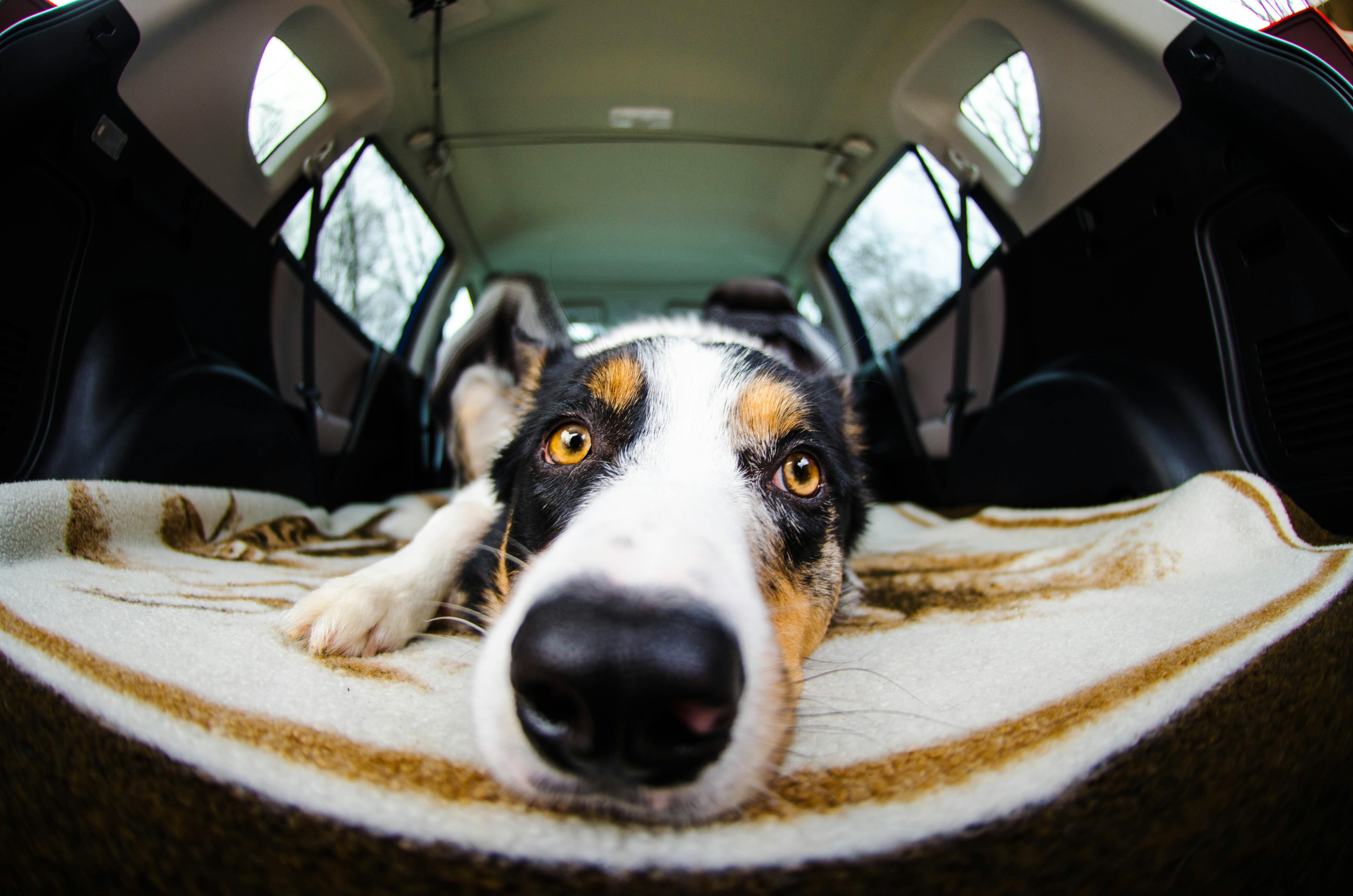 A close-up fisheye view of a dog lying down in the back of a car, resting its head on a blanket and looking toward the camera with expressive amber eyes.