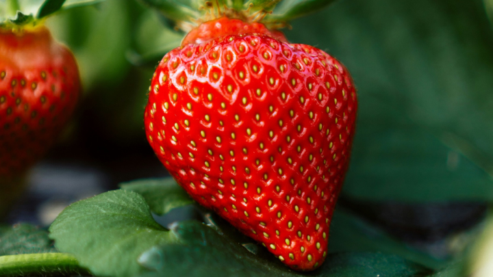 Morango