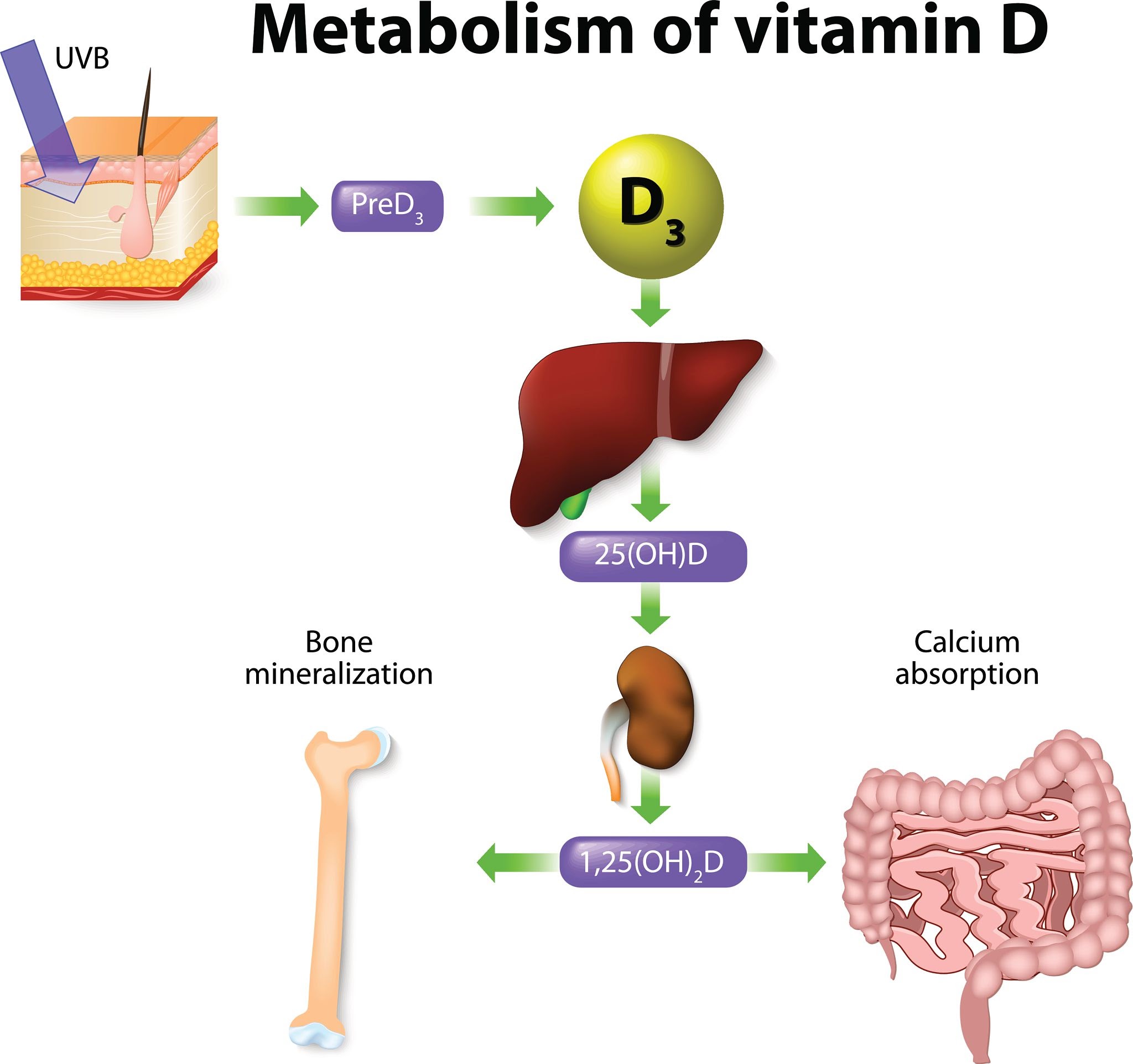 Image of vitamin d metabolism pathway