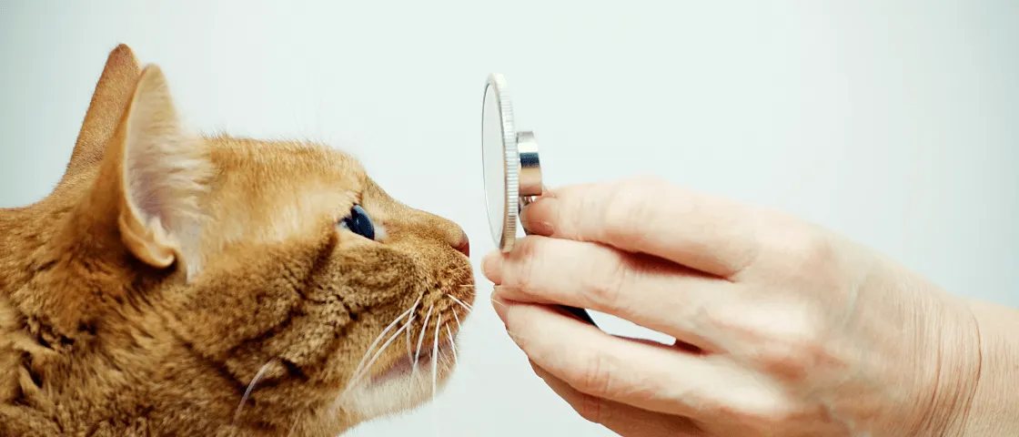 Eine neugierige orangefarbene Katze schnuppert an einem Stethoskop, das von einer Hand gehalten wird. Die Szene wirkt, als würde die Katze auf spielerische Weise untersucht werden.