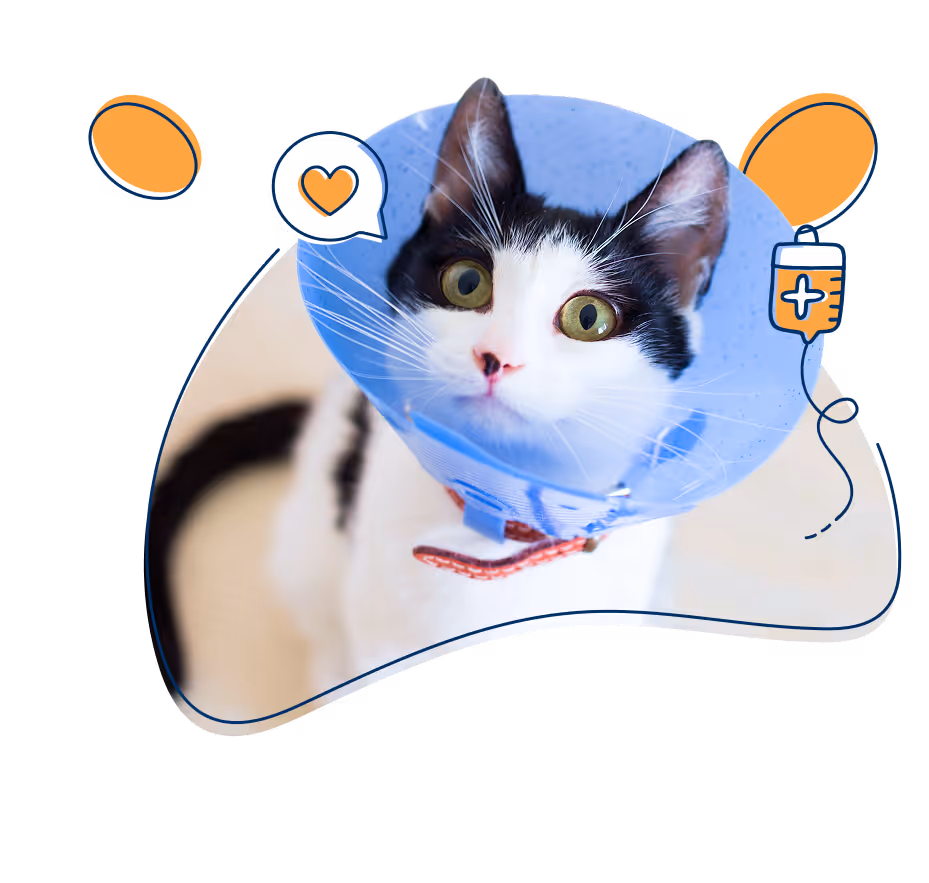 Katze bei tierärztlicher Untersuchung und medizinischer Versorgung, Symbolik für OP-Schutz.