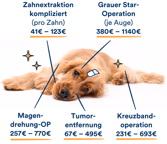 Ein Hund liegt auf dem Boden. Grafische Hinweise zeigen beispielhafte Kosten für tierärztliche Operationen: Zahnextraktion, kompliziert, pro Zahn 41 bis 123 Euro; Magendrehungsoperation 257 bis 770 Euro; Tumorentfernung 67 bis 495 Euro; Kreuzbandoperation 231 bis 693 Euro; Grauer-Star-Operation am Auge 380 bis 1.140 Euro.