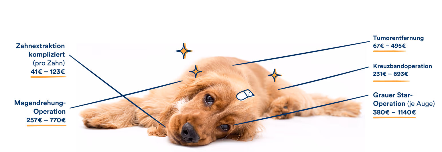 Ein Hund liegt auf dem Boden. Grafische Hinweise zeigen beispielhafte Kosten für tierärztliche Operationen: Zahnextraktion, kompliziert, pro Zahn 41 bis 123 Euro; Magendrehungsoperation 257 bis 770 Euro; Tumorentfernung 67 bis 495 Euro; Kreuzbandoperation 231 bis 693 Euro; Grauer-Star-Operation am Auge 380 bis 1.140 Euro.
