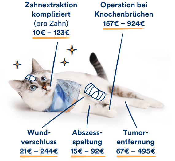 Eine Katze liegt auf dem Boden. Grafische Hinweise zeigen beispielhafte Kosten für tierärztliche Operationen: Zahnextraktion, kompliziert, pro Zahn 10 bis 123 Euro; Operation bei Knochenbrüchen 157 bis 924 Euro; Abszessspaltung 15 bis 92 Euro; Wundverschluss 21 bis 244 Euro; Tumorentfernung 67 bis 495 Euro.