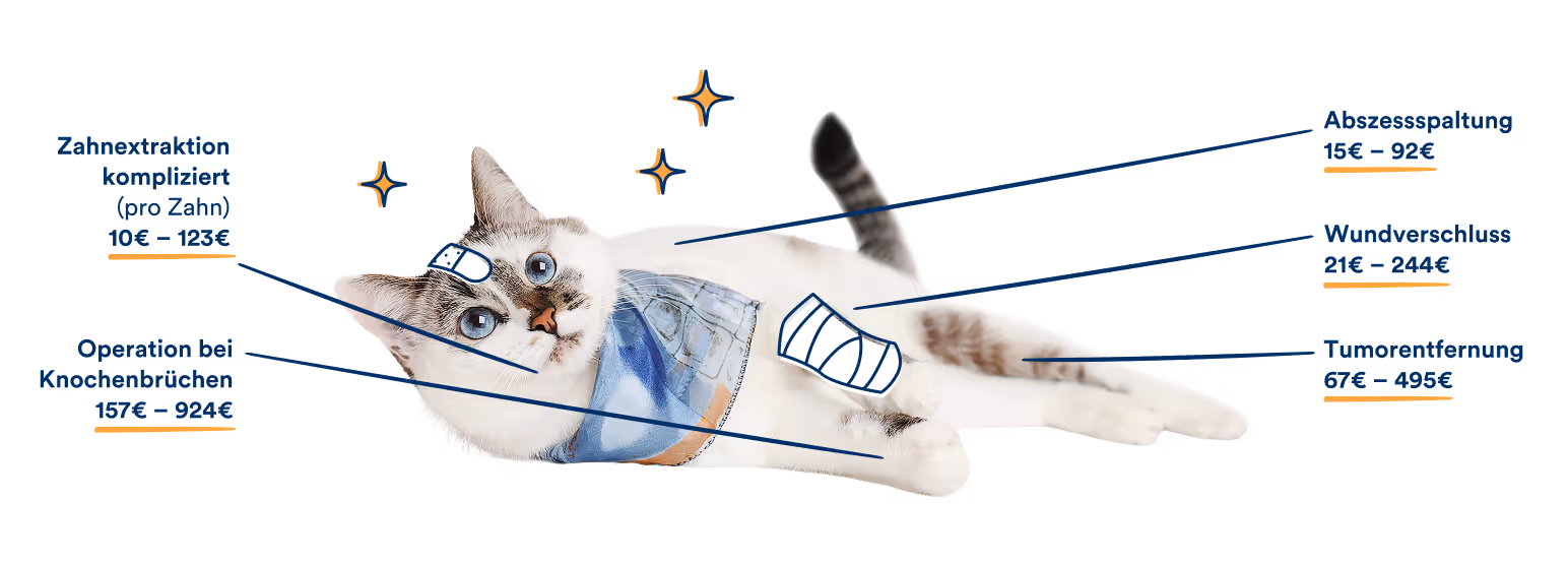 Eine Katze liegt auf dem Boden. Grafische Hinweise zeigen beispielhafte Kosten für tierärztliche Operationen: Zahnextraktion, kompliziert, pro Zahn 10 bis 123 Euro; Operation bei Knochenbrüchen 157 bis 924 Euro; Abszessspaltung 15 bis 92 Euro; Wundverschluss 21 bis 244 Euro; Tumorentfernung 67 bis 495 Euro.