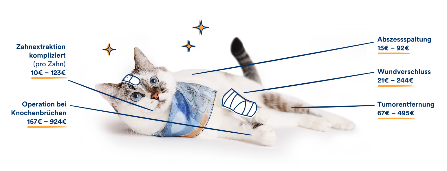 Eine Katze liegt auf dem Boden. Grafische Hinweise zeigen beispielhafte Kosten für tierärztliche Operationen: Zahnextraktion, kompliziert, pro Zahn 10 bis 123 Euro; Operation bei Knochenbrüchen 157 bis 924 Euro; Abszessspaltung 15 bis 92 Euro; Wundverschluss 21 bis 244 Euro; Tumorentfernung 67 bis 495 Euro.