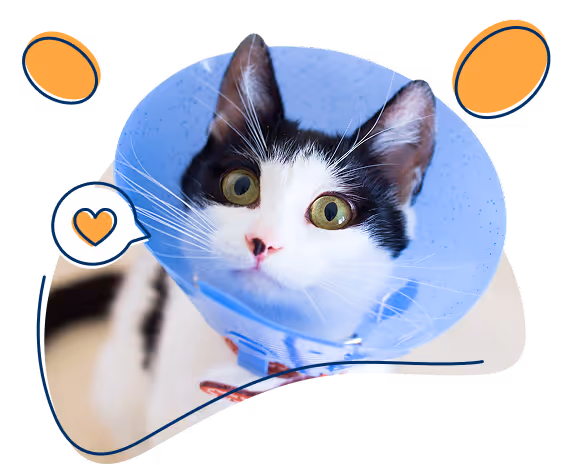 Katze mit Halskrause nach Operation beim Tierarzt – abgesichert mit dem petolo Katzen OP-Schutz