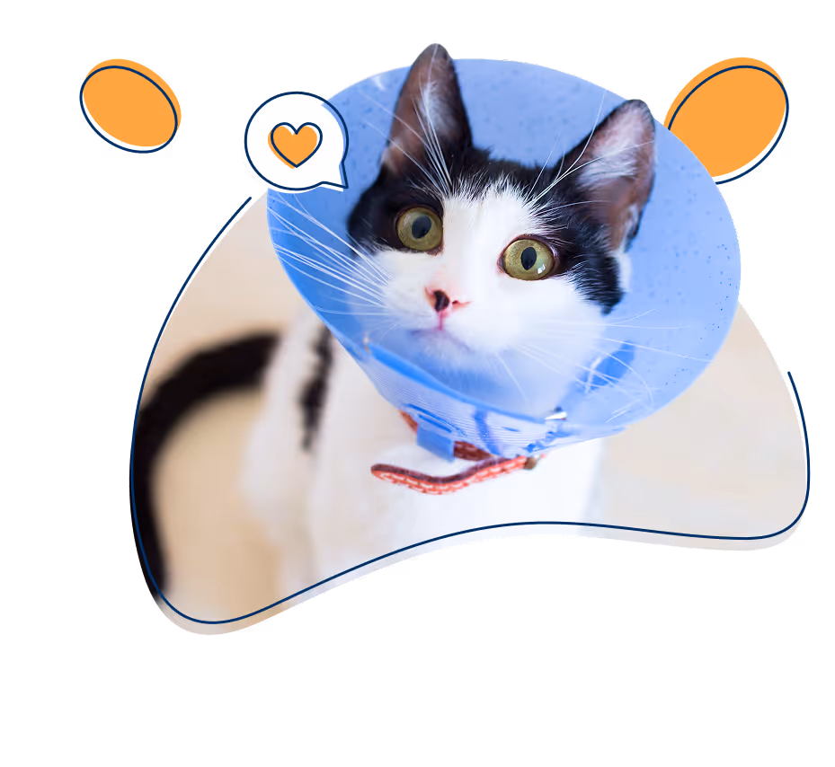 Katze mit Halskrause nach Operation beim Tierarzt – abgesichert mit dem petolo Katzen OP-Schutz