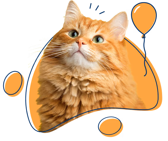 Zufriedene Katze im Porträt schaut in die Kamera – abgesichert mit der petolo Katzenversicherung