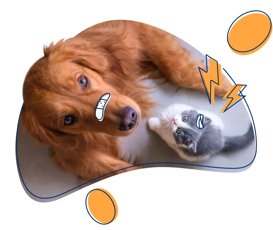 Tierkrankenversicherung für Hunde und Katzen mit Golden Retriever und Kätzchen