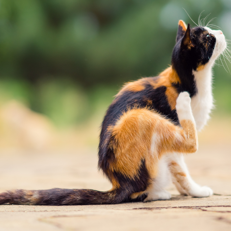 Chat tricolore grattant derrière l'oreille assis sur un sol en extérieur.