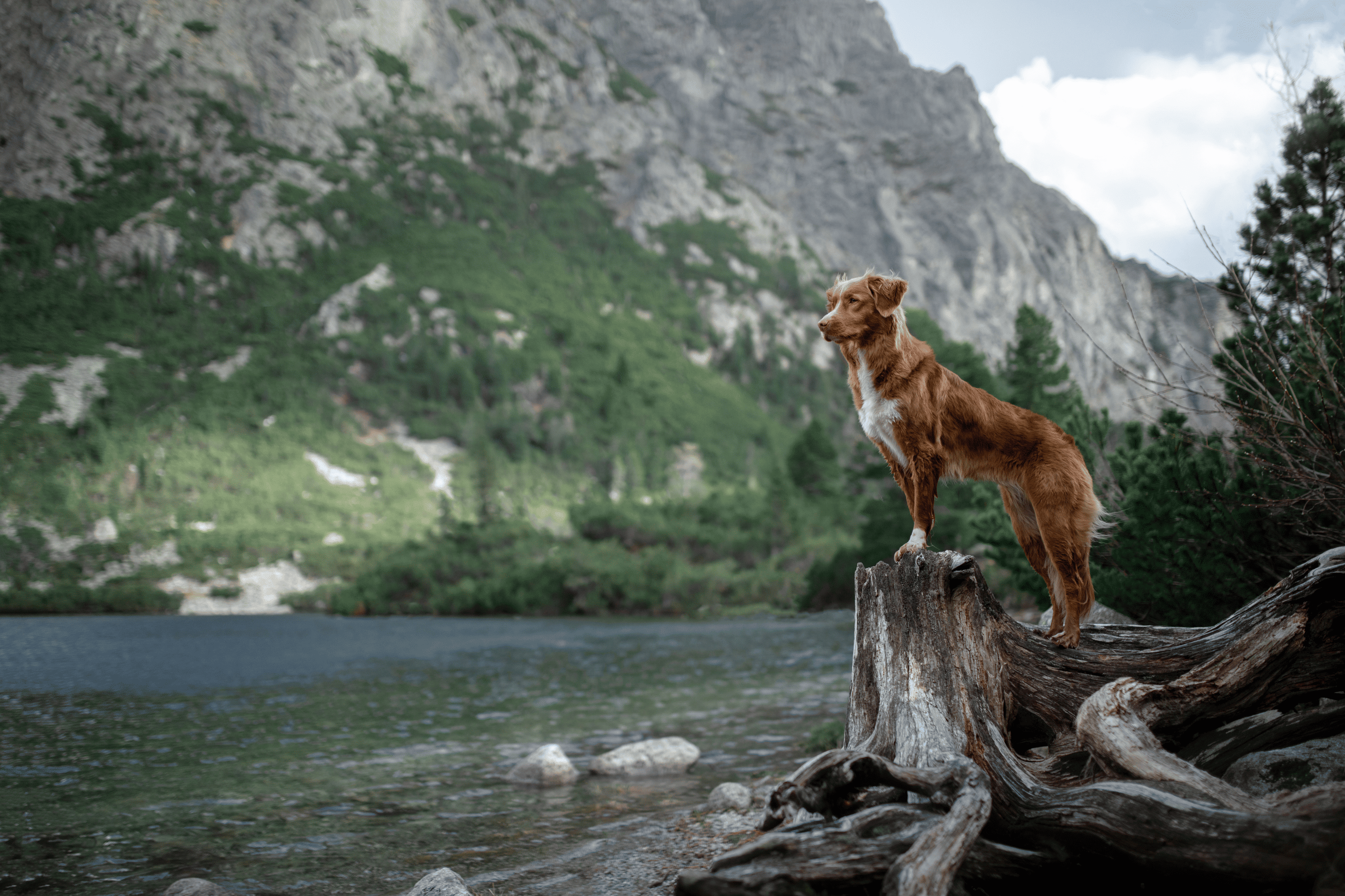 Chien brun debout sur une souche proche d'un lac entouré de montagnes vertes et rocheuses.