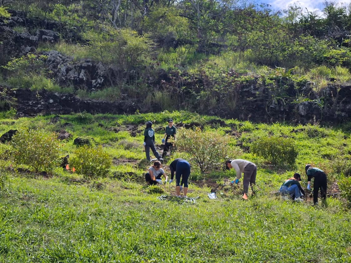 2019 Dryland Forest