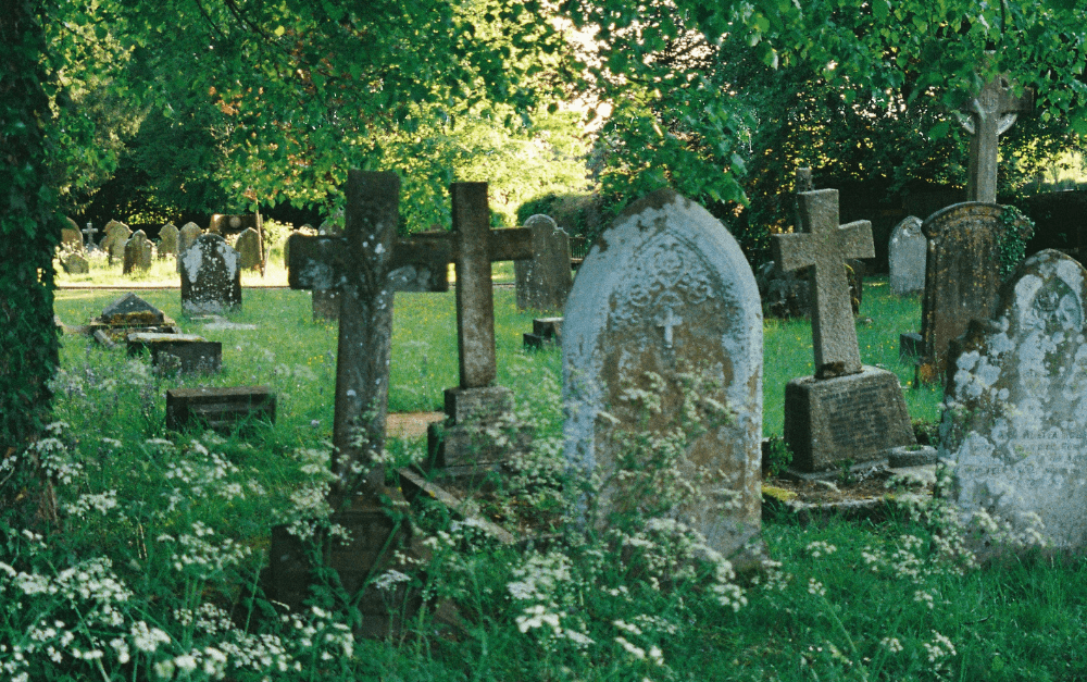 Cimetière ancien envahi de fleurs sauvages, refuge de biodiversité
