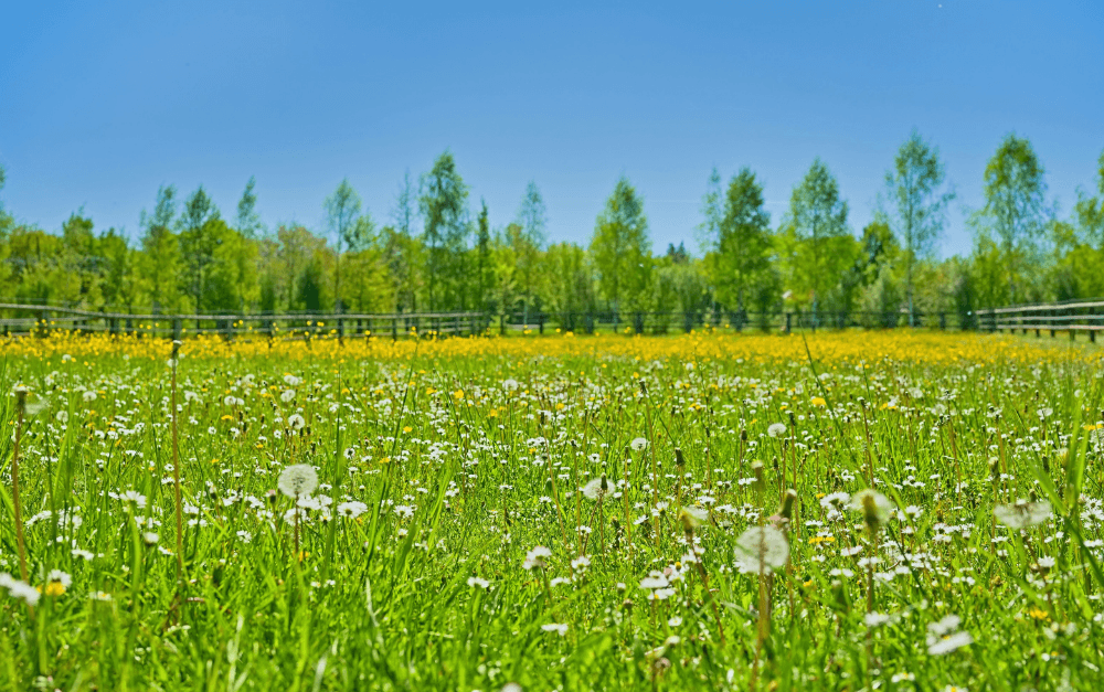 Prairie fleurie riche en biodiversité, bénéfique pour la santé mentale
