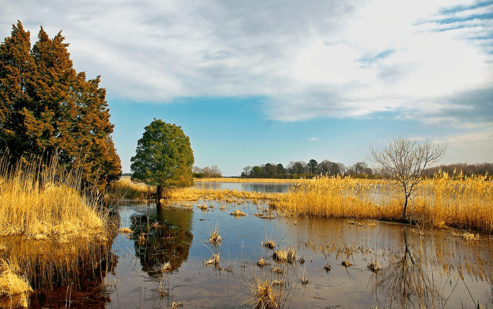 L'amnésie environnementale