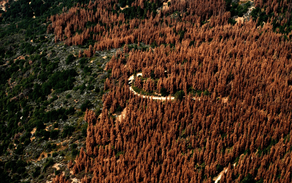 Vue aérienne d'une forêt de conifères dépérissante après des sécheresses et des attaques de ravageurs