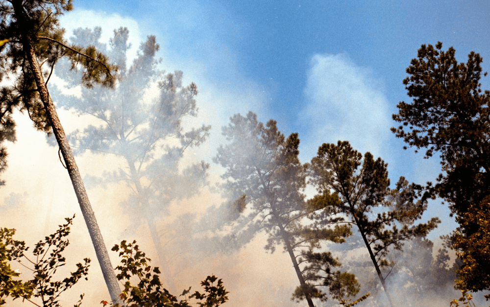 Fumée d'incendie dans une forêt de pins, risque accru par la sécheresse
