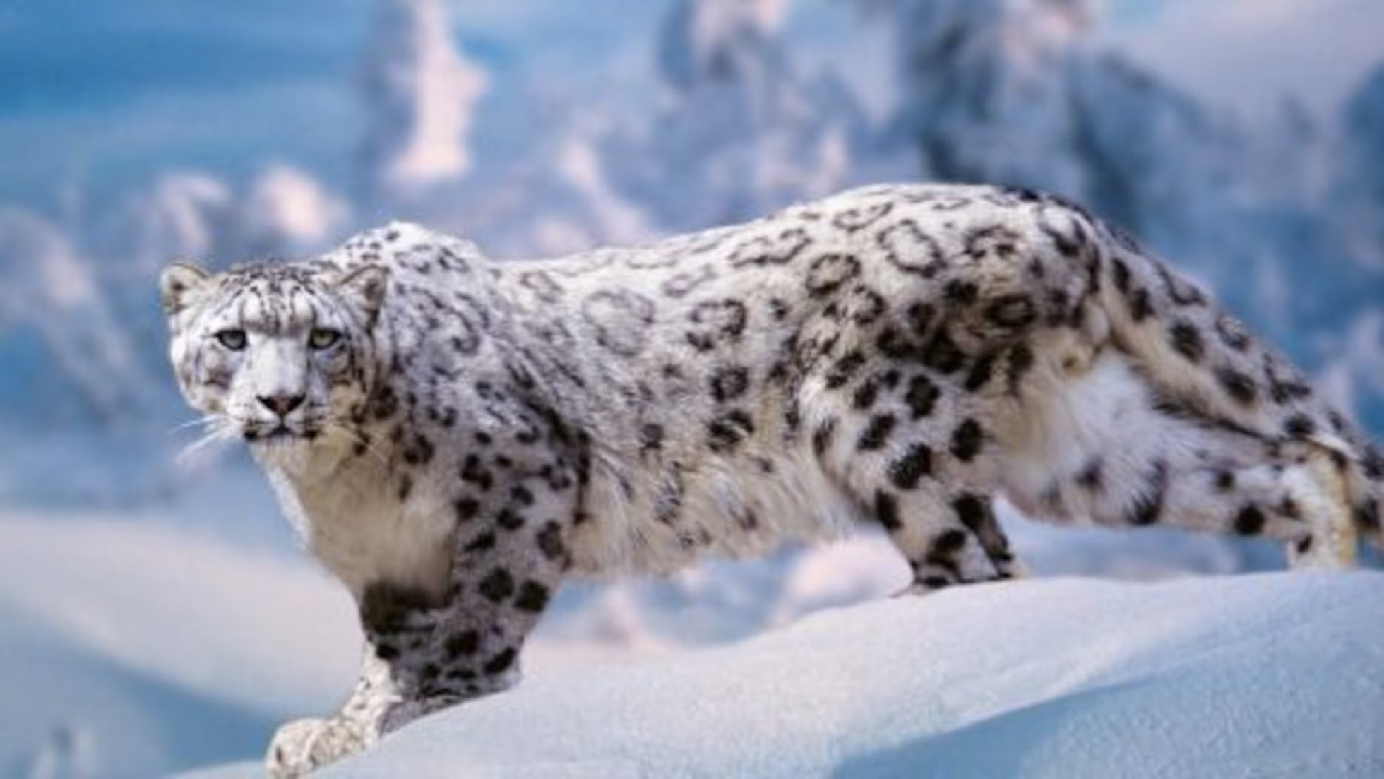 The Secret Life of Walter Mitty es una película dirigida y protagonizada por Ben Stiller, estrenada en 2013. Basada libremente en el cuento homónimo de James Thurber, la cinta cuenta con actuaciones de Kristen Wiig, Sean Penn, Shirley MacLaine y Adam Scott