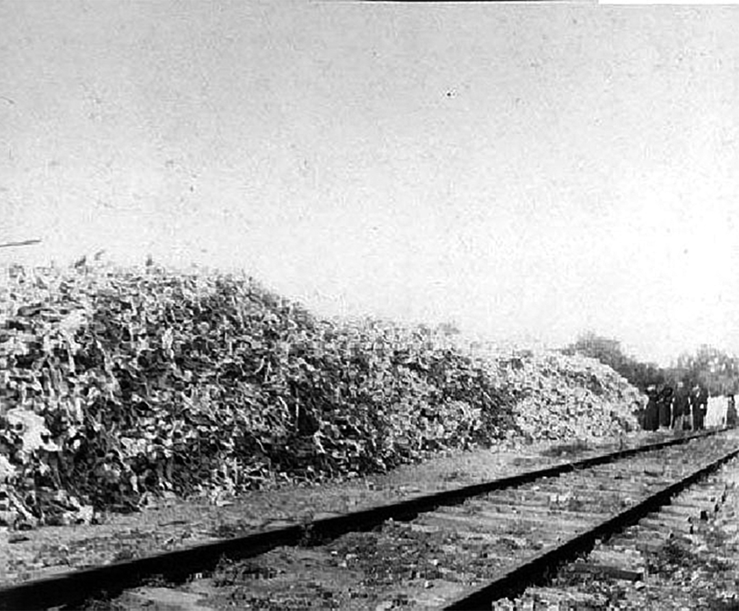 Huesos de bisonte apilados a lo largo de las vías del tren