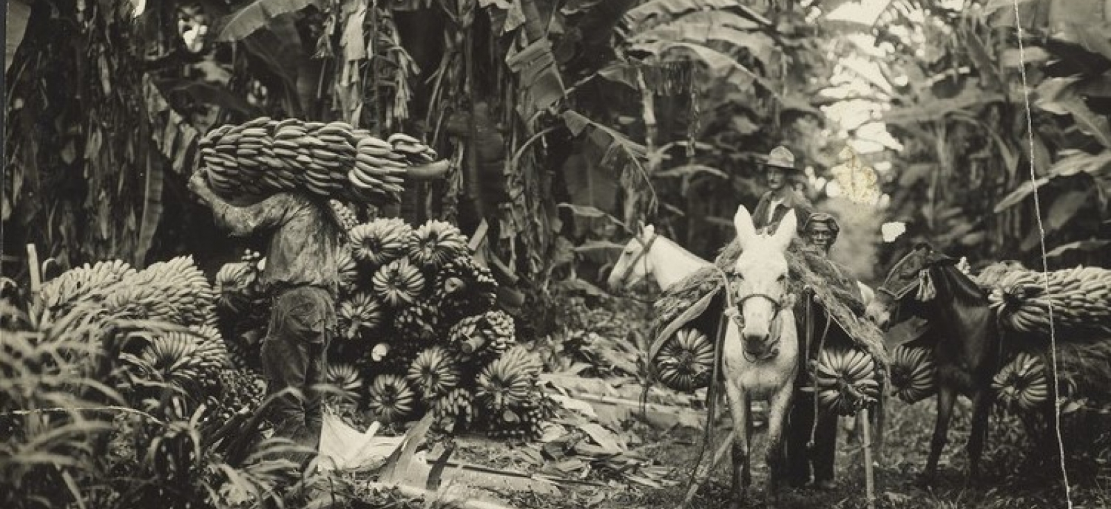 Fotografía tomada de Neocolonialism and plantations on the Garifuna Coast of Central America. World Rainforest Movement