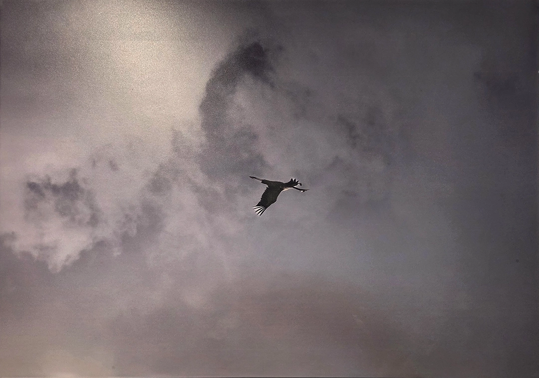 Pieces on Display. We have on this land which makes life worth living. Open to the public on September 10, 2025, at OMBRÉ Gallery, 1429 Vine Street, Cincinnati, OH.