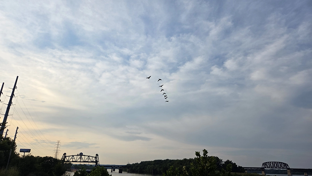 Withered Flowers by the River