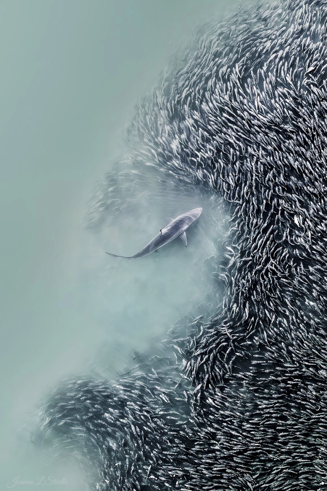 Degrees of Separation, de Joanna Steidle. Fotografía cenital de un tiburón volador (spinner shark) creando grados de separación dentro de un cardumen de peces menhaden en el océano Atlántico. Southampton, Nueva York, Estados Unidos.