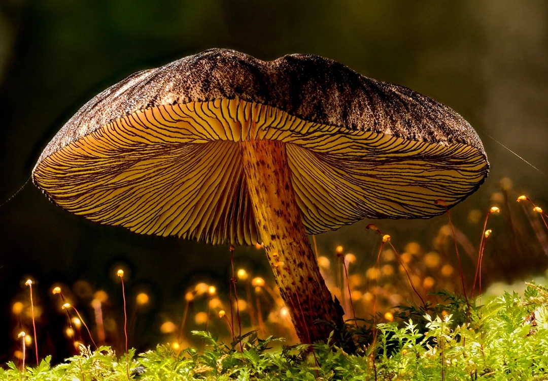 'Pluteus' Fireflies’ by Nic Wooding. A stack of 15 images. First place in the Plants and Fungi category.