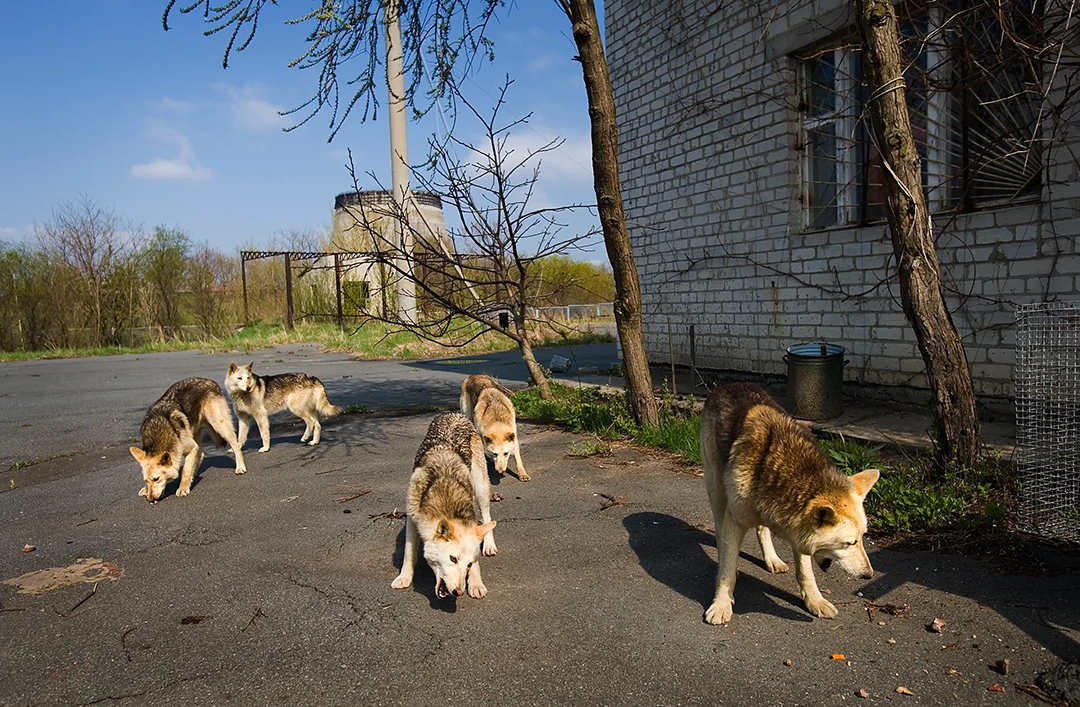19 years after the disaster, dogs and other animals roam freely in the depopulated land. © Gerd Ludwig, 1993
