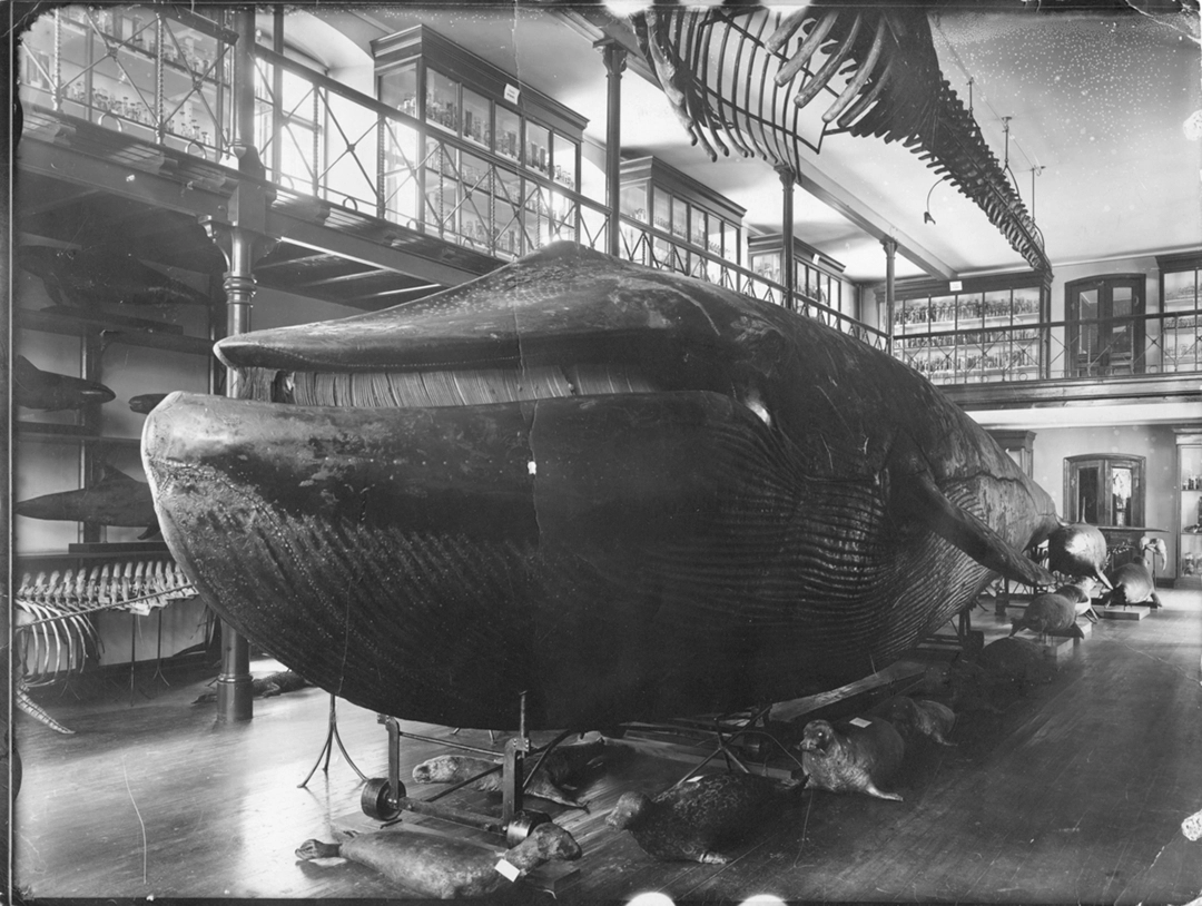 Blåval (Malmska valen) —Balaenoptera musculus (Linnaeus, 1758) Historical photograph, digitaltmuseum.se archives