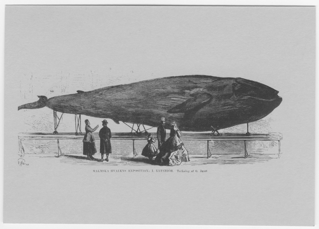 Blåval (Malmska valen) —Balaenoptera musculus (Linnaeus, 1758) Historical photograph, digitaltmuseum.se archives