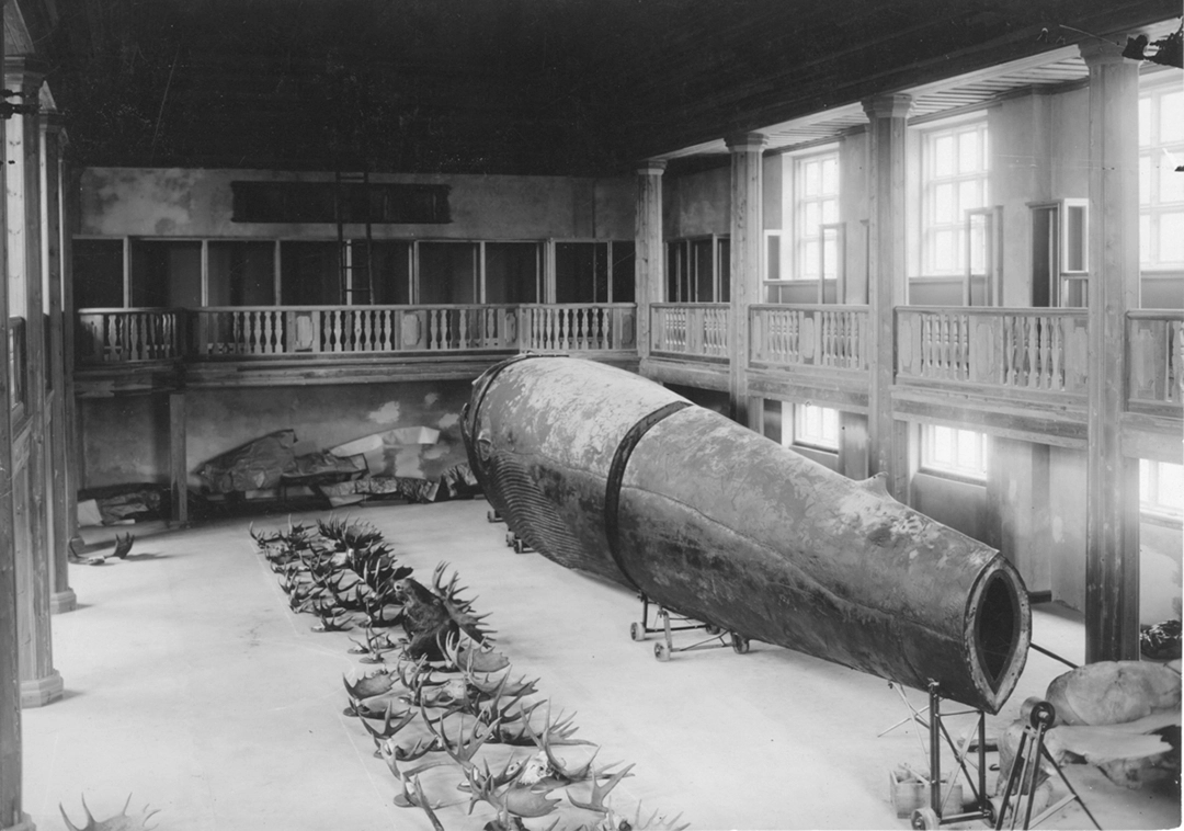 Blåval (Malmska valen) —Balaenoptera musculus (Linnaeus, 1758) Historical photograph, digitaltmuseum.se archives