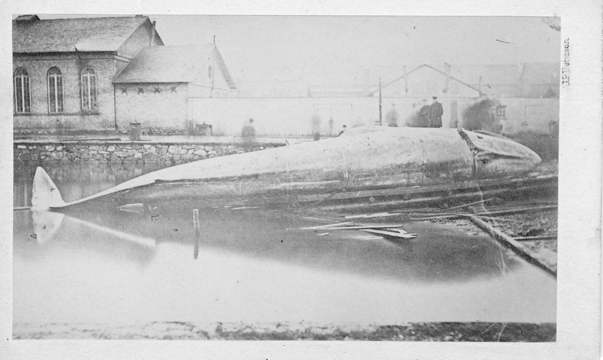 Blåval (Malmska valen) —Balaenoptera musculus (Linnaeus, 1758) Historical photograph, digitaltmuseum.se archives