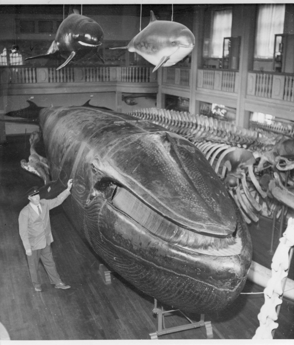 Blåval (Malmska valen) —Balaenoptera musculus (Linnaeus, 1758) Historical photograph, digitaltmuseum.se archives