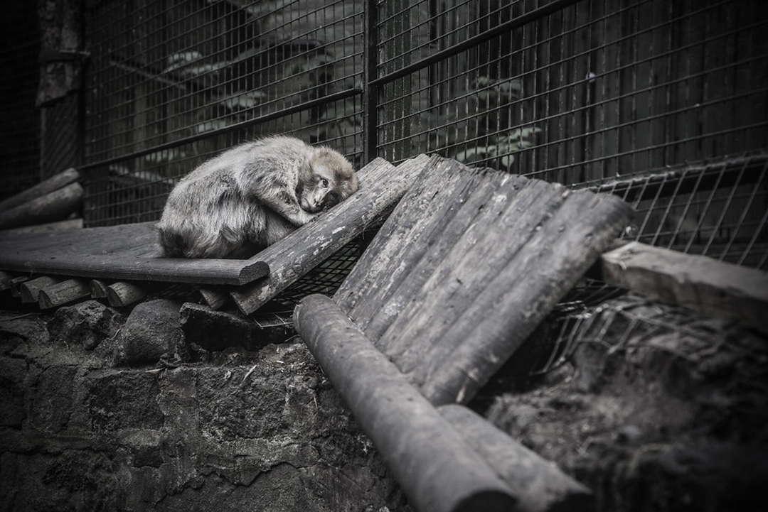 Photograph by Britta Jaschinski