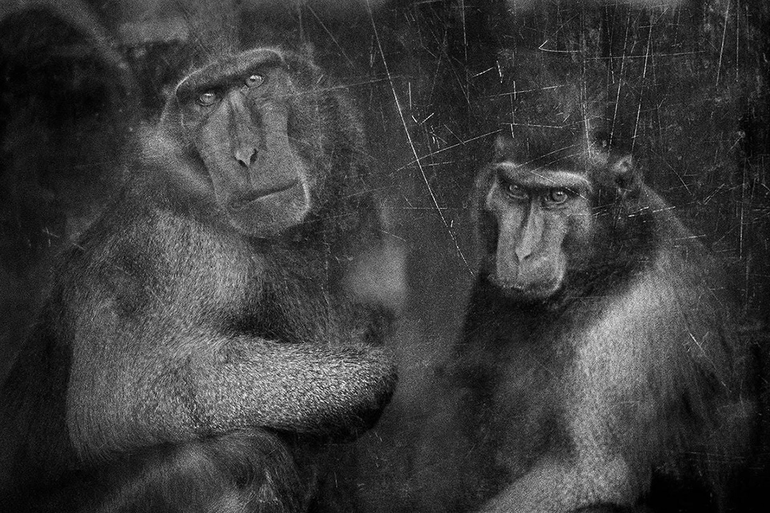 Photograph by Britta Jaschinski