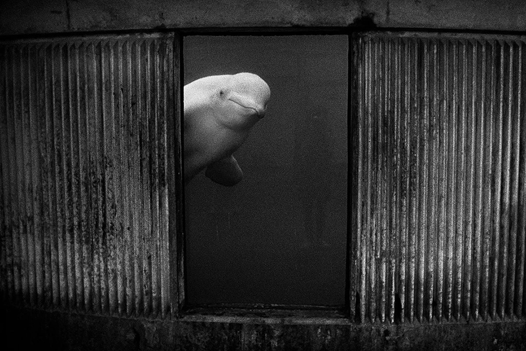 Photograph by Britta Jaschinski