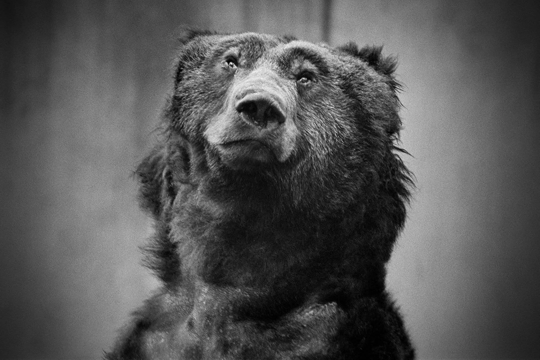 Photograph by Britta Jaschinski