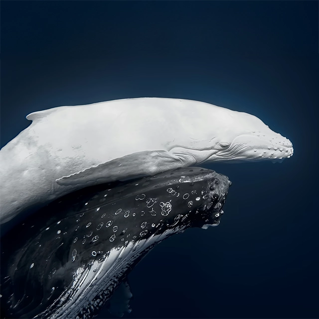 Nature Careers Working Scientist Photo Competition: The Others