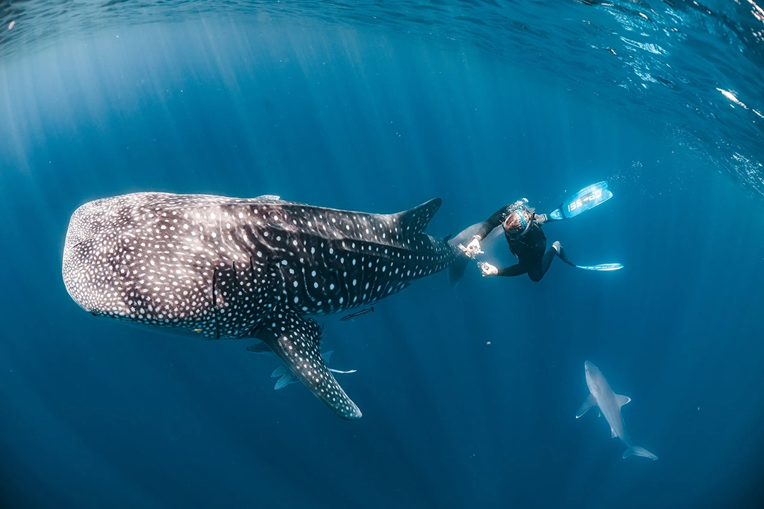 Nature Careers Working Scientist Photo Competition: los otros