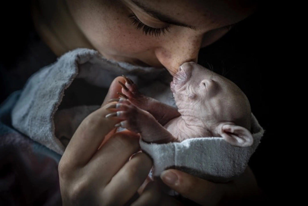 Doug Gimesy: Bare Nose to Bare-Nosed Wombat | Sauvetage d’un bébé wombat, Australie, 2022 | Catégorie - Acteurs du changement | Mention d’honneur